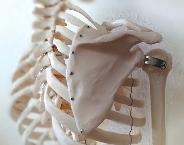 背骨と脊柱の関節